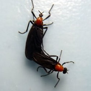 Florida Living Love Bug Repellant Spray Love Bugs Homemade Bug