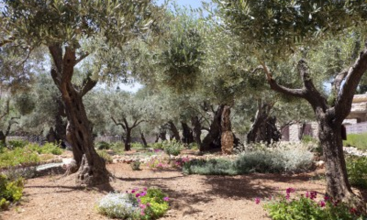 What is a Jewish Garden: How to Create a Biblical Jewish Garden