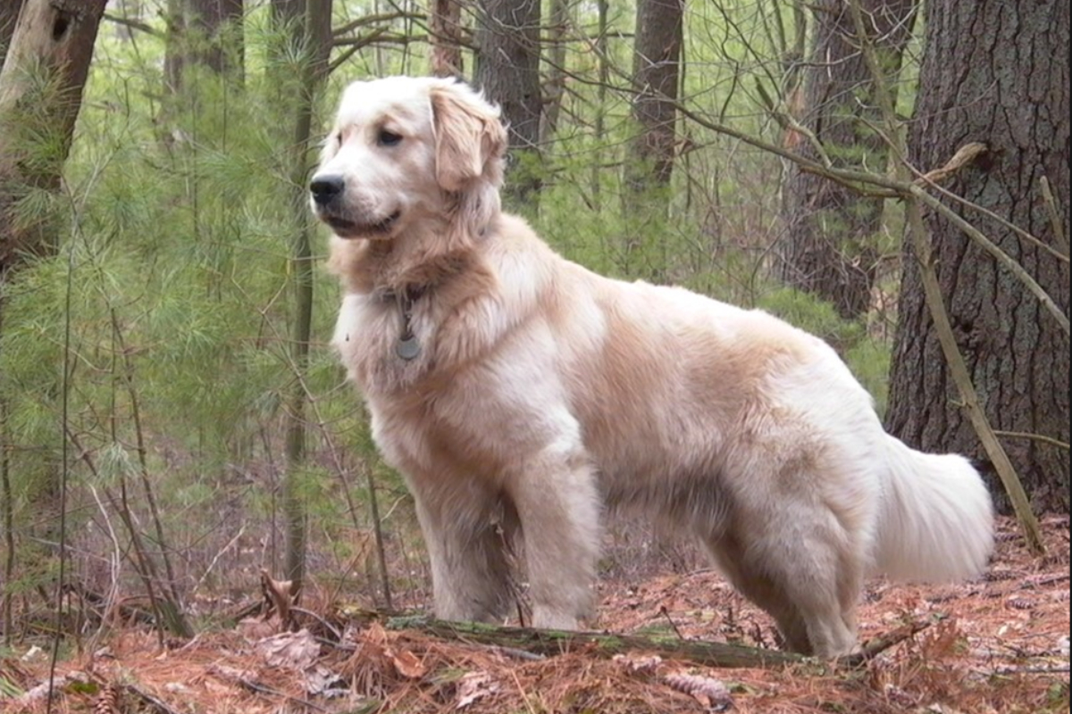 The Golden Retreiver