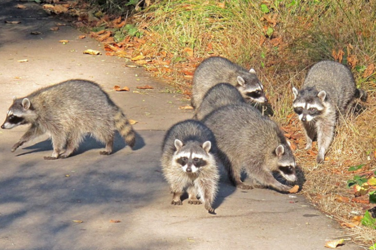 Racoons