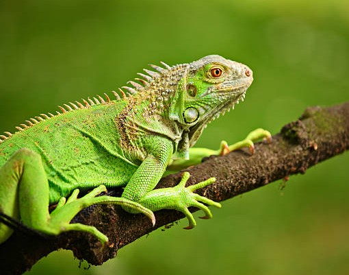 Chameleons: A Bug’s Worst Nightmare - Shalom Adventure Magazine