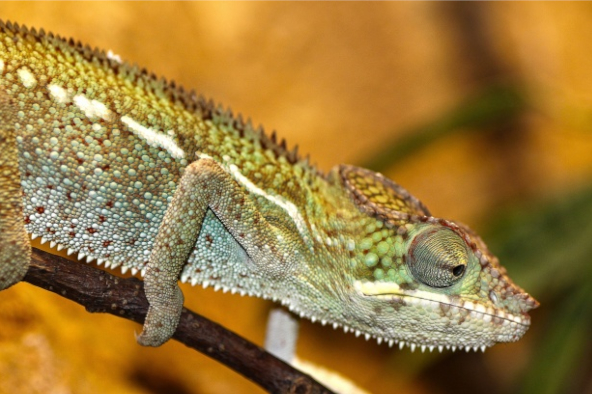 Chameleons: A Bug’s Worst Nightmare