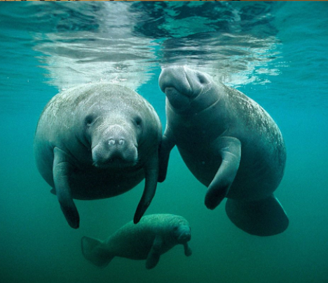 Manatees - Shalom Adventure Magazine