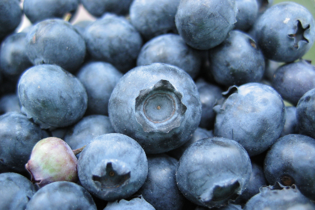 Berries as Disease Fighters