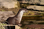 Sea Otters