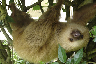 Sloth