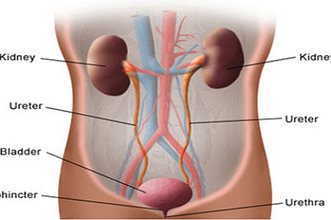 The Kidneys Part 2