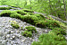 Photo: Moss growing in a forest