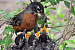 American Robin